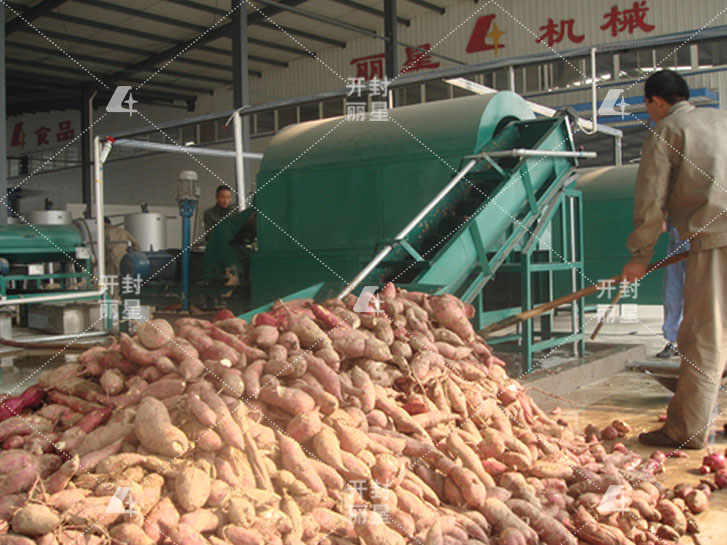 收獲季節(jié)貯備鮮薯加工淀粉，應注意這3點：