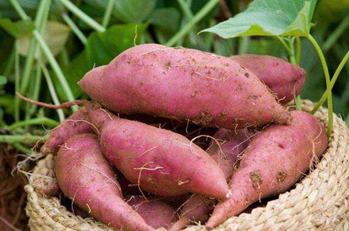 紫薯和紅薯有什么區(qū)別？
