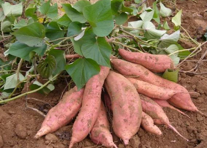 多吃甘薯對我們的身體健康有哪些好處？