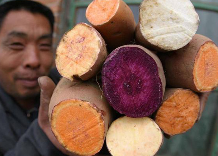 解鎖紅薯多元價值，麗星提供一站式薯類加工解決方案